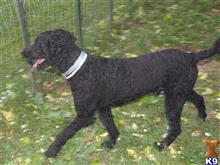 Charles Finley  available Poodle puppy located in Oliver Springs